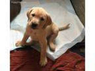 Labrador Retriever Puppy for sale in Cazenovia, NY, USA