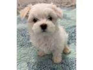 Maltese Puppy for sale in Kissimmee, FL, USA