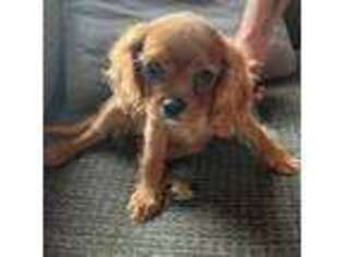 Cavalier King Charles Spaniel Puppy for sale in Buffalo Junction, VA, USA