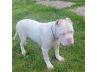 Alapaha Blue Blood Bulldog Puppy for sale in Pittsburgh, PA, USA