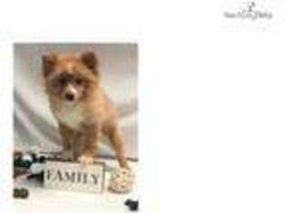 Pomeranian Puppy for sale in Fort Lauderdale, FL, USA