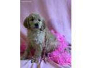 Goldendoodle Puppy for sale in Atkins, AR, USA