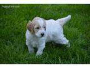 Goldendoodle Puppy for sale in Sewickley, PA, USA