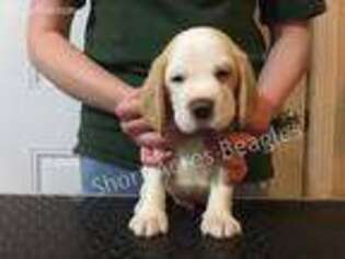 Beagle Puppy for sale in Bonneau, SC, USA