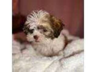 Maltese Puppy for sale in Dorchester, MA, USA