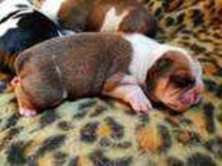 Bulldog Puppy for sale in Gilmer, TX, USA