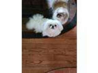 Pekingese Puppy for sale in Milmay, NJ, USA