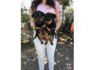 Rottweiler Puppy for sale in Victorville, CA, USA
