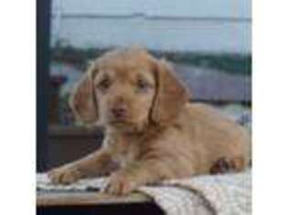 Dachshund Puppy for sale in Newport, PA, USA