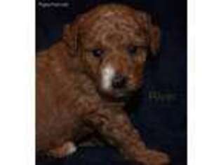 Goldendoodle Puppy for sale in Suffolk, VA, USA