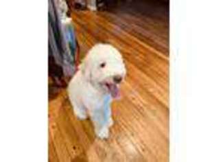 Mutt Puppy for sale in Ballwin, MO, USA
