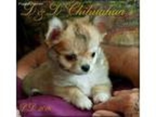 Chihuahua Puppy for sale in Alexandria, LA, USA