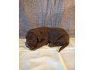 Labradoodle Puppy for sale in Mount Olivet, KY, USA