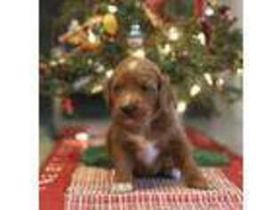 Labradoodle Puppy for sale in Bland, MO, USA