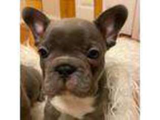 French Bulldog Puppy for sale in Pottsville, AR, USA