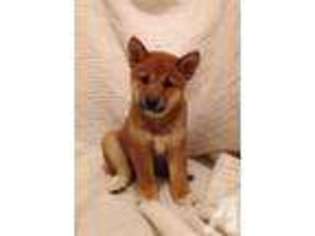 Shiba Inu Puppy for sale in OZARK, MO, USA