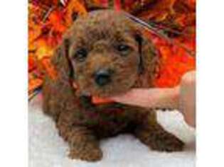 Goldendoodle Puppy for sale in Bullard, TX, USA