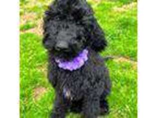 Goldendoodle Puppy for sale in Lothian, MD, USA
