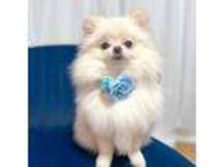 Pomeranian Puppy for sale in Revere, MA, USA