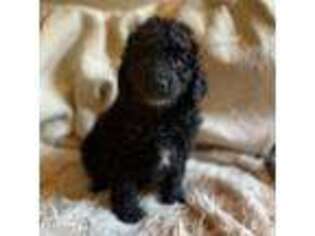 Mutt Puppy for sale in Springvale, ME, USA