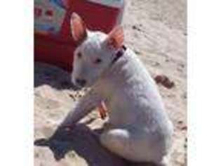 Bull Terrier Puppy for sale in RICHLAND, MI, USA