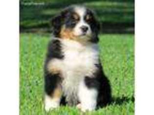 Australian Shepherd Puppy for sale in Anahuac, TX, USA