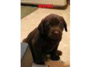 Labrador Retriever Puppy for sale in Rapid City, SD, USA