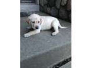 Labrador Retriever Puppy for sale in Jordan, MN, USA