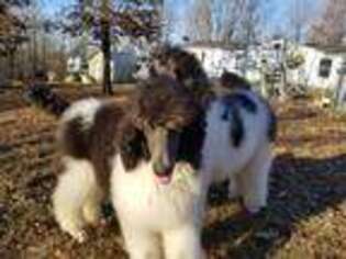 Mutt Puppy for sale in Piggott, AR, USA