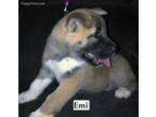 Akita Puppy for sale in Kellyville, OK, USA