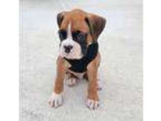 Boxer Puppy for sale in Clermont, FL, USA