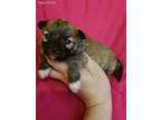 Mutt Puppy for sale in Warren, MA, USA