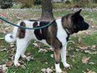 Akita Puppy for sale in Leslie, MO, USA