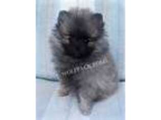 Pomeranian Puppy for sale in Port Saint Lucie, FL, USA