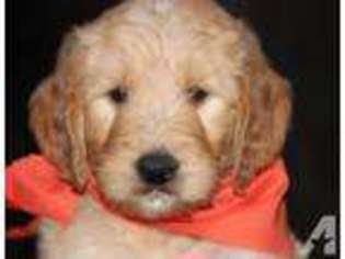 Goldendoodle Puppy for sale in OWINGSVILLE, KY, USA