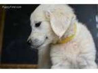 Golden Retriever Puppy for sale in Stockton, MO, USA