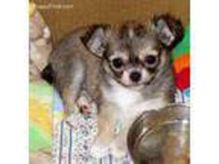 Chihuahua Puppy for sale in Post Falls, ID, USA