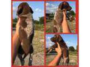 German Shorthaired Pointer Puppy for sale in Crossville, TN, USA