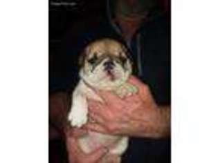Bulldog Puppy for sale in Vinton, VA, USA