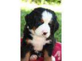 Bernese Mountain Dog Puppy for sale in MEMPHIS, TN, USA