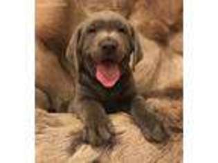 Labrador Retriever Puppy for sale in Caldwell, ID, USA