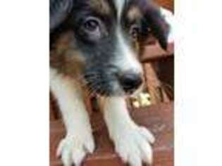 Australian Shepherd Puppy for sale in Webster, MA, USA