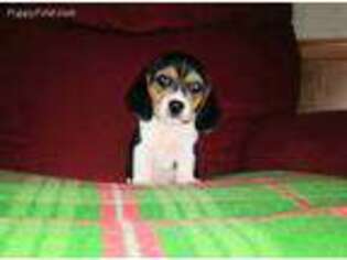 Beagle Puppy for sale in Gentry, AR, USA