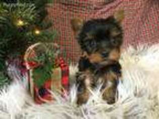 Yorkshire Terrier Puppy for sale in Winesburg, OH, USA