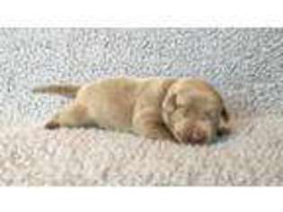 Labrador Retriever Puppy for sale in Freeport, TX, USA
