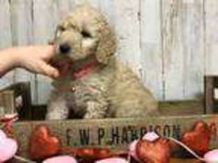 Goldendoodle Puppy for sale in Enterprise, MS, USA