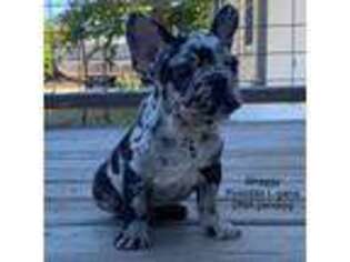 French Bulldog Puppy for sale in Seguin, TX, USA