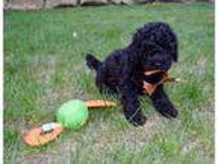 Labradoodle Puppy for sale in Holden, MA, USA