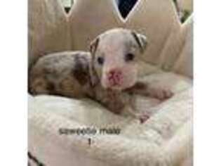 Olde English Bulldogge Puppy for sale in Suisun City, CA, USA