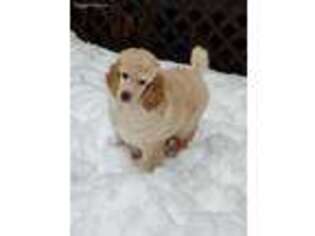 Mutt Puppy for sale in Fitzwilliam, NH, USA